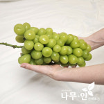[나무인] 샤인머스켓포도 묘목 2개 : 나무인 영농조합법인