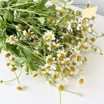 정아네식탁 마트리카리아 한단, 생화 꽃다발 택배 꽃배달싼곳 : 정아네식탁