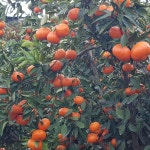 제주 산지직송 명품 고당도 산하홍 홍귤 : 훼밀리7마켓