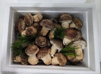 선물세트 평창 온유네농장 육삼고버섯 송화버섯 1kg 항암효과 면역력향상 무농약 온식구반찬 : 오차르월드