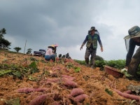2025년 수확 유기농 고구마 햇 고구마  5kg 3kg 베니하루카 : 하마농장