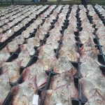 국산 목포 대청도 군산 홍어 삭힌 흑산도홍어 500g 1kg : 손가네한우