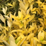 조경수/황금사철나무/수고50CM(폭50CM)둥근형/묘목/G1539 : TCM