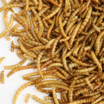 햄찌통통 건조 밀웜 150g 대용량 햄스터 고슴도치 앵무새 소동물 영양간식 단백질 : 햄스터살롱