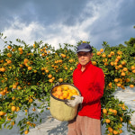 동고리 귤 (제주 서귀포 조생 감귤 5kg 10kg) : 홍순이감귤농장