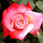 정원수/사계피스땅장미(탄초)개화주포트/정원/꽃/묘목/G1675 : TCM