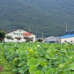 [백련농장]생연잎 4kg 연농사 직접 재배 생산함 산지직송 : 백련농장