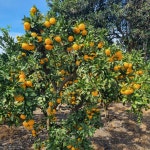 동고리 귤 (제주 서귀포 조생 감귤 5kg 10kg) : 홍순이감귤농장