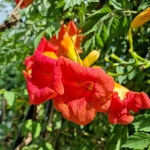 정원수/능소화/수고2.0m(R3CM)개화주/꽃나무/묘목/G1683 : TCM