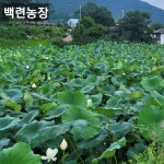 생연잎10kg연잎밥용 백련농장 : 백련농장