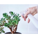 이케아 TOMAT 토마트 분무기 : 이케아코스트코