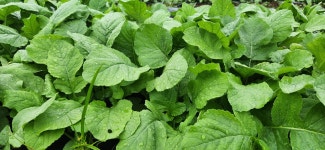 2023광주김치축제 김치경연대회 최우수상 [식후경 돌산갓김치]  여수돌산 갓김치 3kg : 여수식후경돌산갓김치