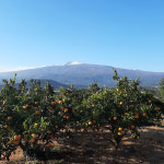 서귀포 위미 고당도귤 노지 제주도감귤 10kg 남원 맛보장 귤택배 : 마켓쉘