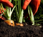 띠앗농장 물없이 60도 저온추출 제주 당근주스 당근즙 60포 : 띠앗농장