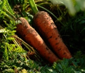 띠앗농장 물없이 60도 저온추출 제주 당근주스 당근즙 60포 : 띠앗농장