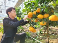 향기가득 황금 레드향 가정용 2kg, 선물용,로얄과 3kg : 꿈에그린농장