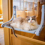 가또나인 고양이 선샤인 창문 해먹 : GATO