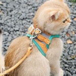 온통 yeah 하네스 리드줄 M 그린 오렌지 애견가슴줄 : 온통 yeah