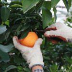 제주황금향 고당도 하우스 비가림 황금향 : 배부른농장