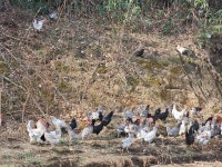 난각번호1번 산지직송 청란 초란 청계알 청계란 30알 : 숲속청계농장