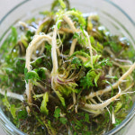 [익산원예농협]쌉사름하고 향긋한 국내산 특 냉이 1kg, 2kg : 익산원예농협 농협이마켓