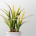 동양란 금기 백자분 동양난 취임 인사이동 승진 축하 개업 : 예솔플라워