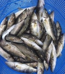 청년어부의 쏘가리 민물매운탕 밀키트 : 한탄강청년어부