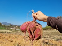 이천 꿀고구마 세척 3kg 5kg 10kg : 스윗하구마