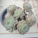 [수암다육] 온슬로우 단품 Echeveria Onslow 다육 아프리카식물 다육식물 수입다육 플랜테리어 102 : 수암다육농장