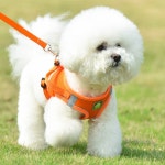 애완견목줄 소형강아지목줄 소형견 고양이 산책 : Better person
