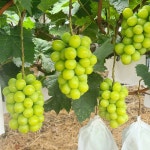 농장직배송 고당도 샤인머스켓,오로라블랙,쥬얼머스켓,머스켓3종세트 지리산 고랭지 2kg 3-4수 4kg 5-7수 : 청우농장