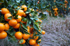 고당도귤 제주감귤3kg 5kg 풀,나무,벌레가 조화롭게 사는곳 산낭농원 노지귤 : 산낭농원