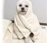 몬스터 펫 반려견 극세사 괴물 흡수력 타올 사이즈 택 : PROUDPET 프라우드펫