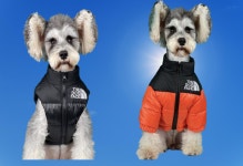 강아지노스페이스 더도그페이스 강아지패딩 긴팔, 애견의류 눕시 : 마녀천사