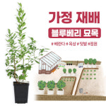 [가정 재배 추천] 깨비농장 블루베리 나무 묘목 재배 키우기 : 깨비농장