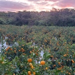 노지감귤 타이벡감귤 카라향 비가림감귤 황금향 제주 귤 : 지니포모어