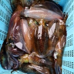 생물 급냉 무늬오징어 1kg 오징어통찜 먹통 흰오징어 : 바다베개