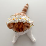 [개달당]데이지 꽃 초커 고양이 목걸이 3종세트 : 개달당