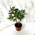 천리향 소형 향기좋은식물 서향나무 천리향나무 나만의화원 (꽃없는시기) : 나만의화원