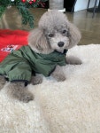 23FW 아이러브마이독  레인 트레킹 슈트 3가지 컬러 : 바비독