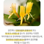 금은화차 인동꽃차 금은화티백 100티백 : 헬시파머