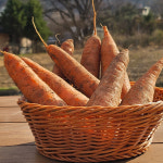 당근 제주 구좌 햇당근 흙당근 2kg 3kg 5kg : 메이크웨이