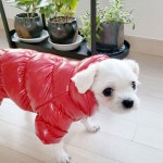 멍클레어 강아지 유광패딩 말티즈 패딩 융 개나다구스 롱패딩 XS : 꺼벙이상회