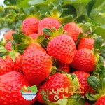 새벽수확특품 경남거창 설향딸기 750g 딸기 생딸기 : 싱싱 연구소