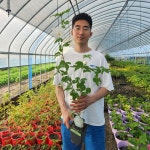 핑크쉬폰 무궁화나무 3년 대품 P11포트묘 : 세종원예농원