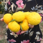 고흥유자 유자차 유자청 1kg 2병 참샘유자농장 : 참샘푸드