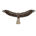 조류 퇴치 모형 독수리 인형 가짜 새 비둘기 새쫓는 기구 에어컨실외기 과수원 까치 방지 : 올타임레전드