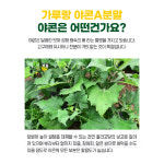 국산 야콘 선식 가루 분말 200g : 공감건강