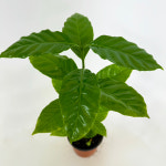 커피나무 10cm 공기정화식물 거 외목대 : 대성식물
