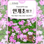 안개초씨앗 100립 분홍 안개초 핑크 꽃씨 몰 종자 사포나리아 안개꽃 : 주주씨앗